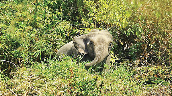 অরণ্য ছেড়ে লোকালয়ে বন্যপ্রাণীরা