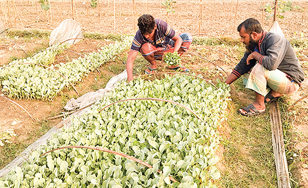 যশোরে সবজির চারা উৎপাদনে আয় ১৫ কোটি টাকা