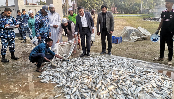 চাঁদপুরে পৃথক অভিযানে ১৮৭ মণ জাটকা জব্দ