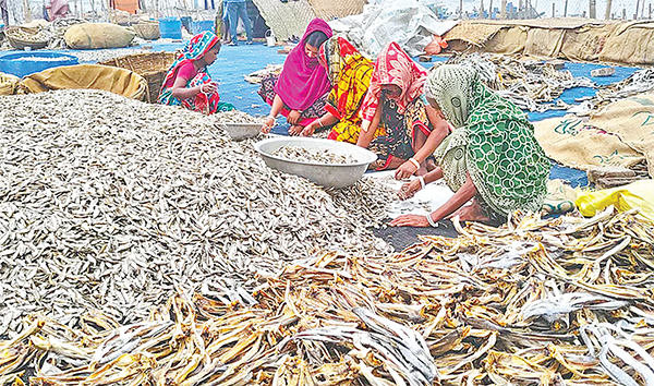 বাড়ছে শুঁটকির উৎপাদন-রপ্তানি