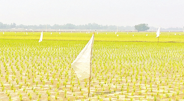 পাখি তাড়াতে ধানখেতে সাঁটানো হচ্ছে পলিথিন