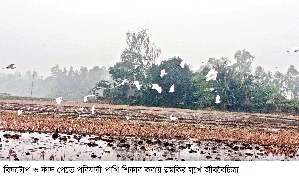 টাঙ্গাইলে বিষটোপ দিয়ে বাড়ছে অতিথি পাখি শিকার