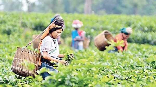 চা শ্রমিকদের মধ্যেই কুষ্ঠ রোগের হার বেশি