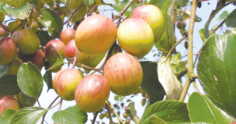 নাটোরে কুলের ফলন কম দামে খুশি চাষিরা