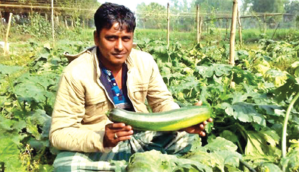 দিনাজপুরে কৃষিতে নতুন সংযোজন ‘স্কোয়াশ’ চাষ