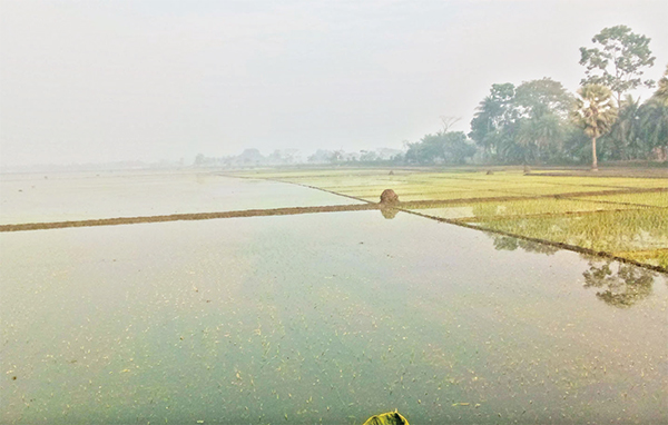 কেশবপুরে ঘেরের বাঁধ ভেঙে ধানের খেত প্লাবিত