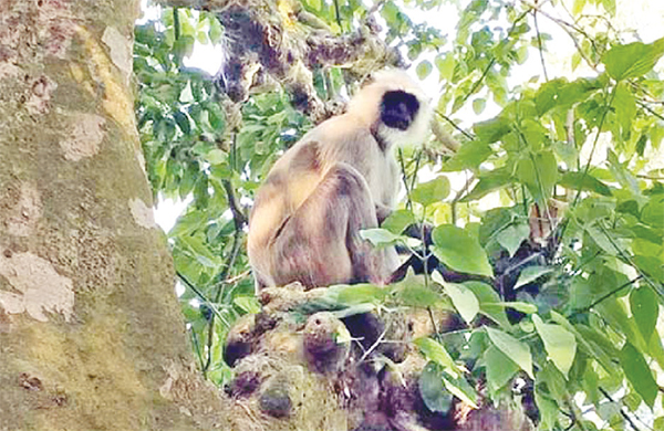 সিরাজগঞ্জে লোকালয়ে ঘুরে বেড়াচ্ছে মুখপোড়া হনুমান