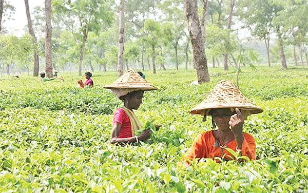 চা শিল্পের উন্নয়নে জোর দিতে হবে