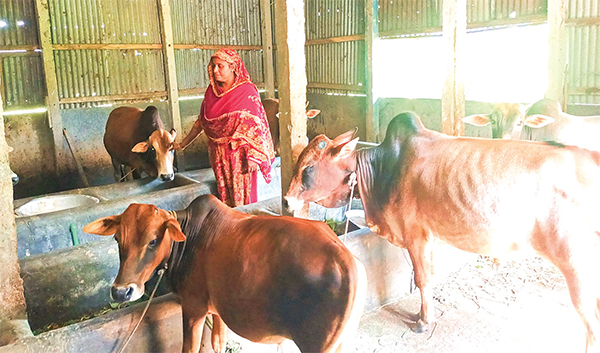 গাভি পালনে স্বাবলম্বী মেহেরুন্নেছা