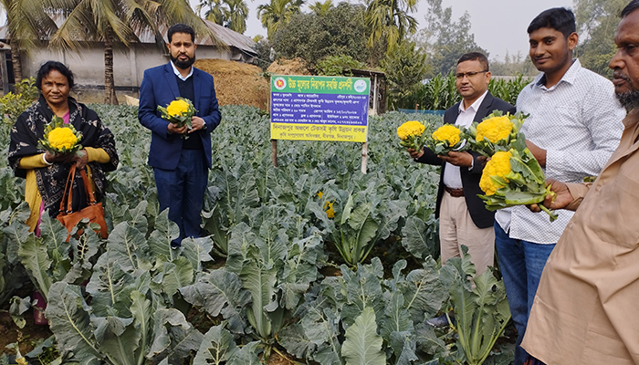 বীরগঞ্জে রঙিন ফুলকপি চাষে শামিমের বাজিমাত