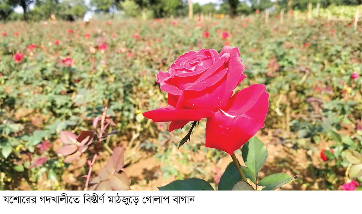 গোলাপ বাগানে ছত্রাকের আক্রমণ