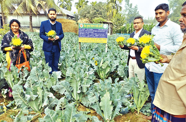 বীরগঞ্জে রঙিন ফুলকপি চাষে শামিমের বাজিমাত