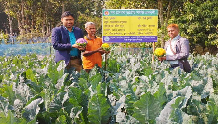 রঙিন ফুলকপি চাষে সফল কৃষক আনোয়ার