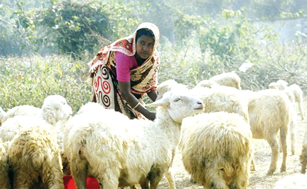 বরেন্দ্র অঞ্চলে ভেড়া পালনে ভাগ্য পরিবর্তন