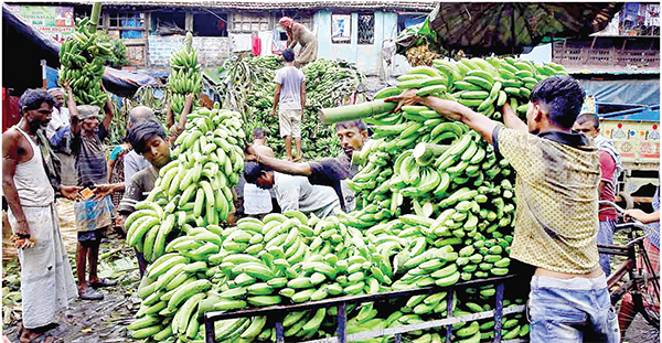 ভারত থেকে কলা কিনছে রাশিয়া