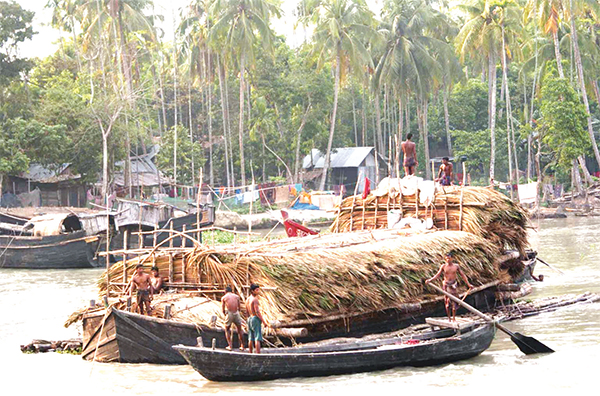 ঘরবাড়ি তৈরিতে ব্যবহার কমে যাচ্ছে সুন্দরবনের গোলপাতার