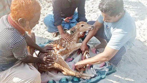 বাঘের তাড়া খেয়ে লোকালয়ে হরিণ