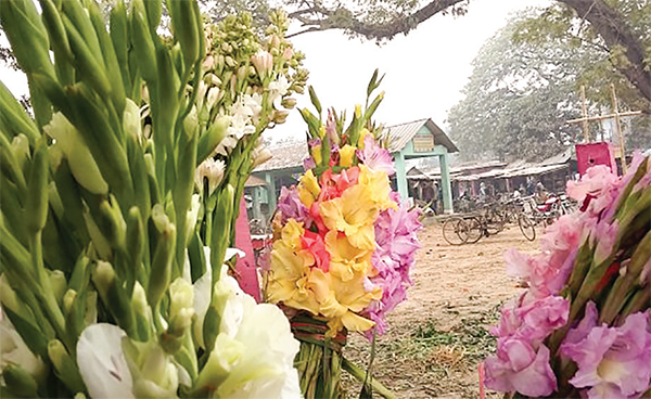 ভালোবাসার মাসে গাইবান্ধার ফুলচাষিদের মুখে হাসি