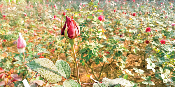 বাম্পার ফলন হলেও শঙ্কায় চাষিরা