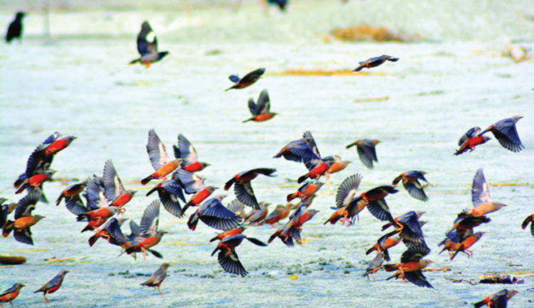 কাঁঠালিয়ার শৌলজালিয়া নিঝুম চরে পাখির অভয়াশ্রম