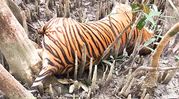 সুন্দরবনের খাল থেকে মৃত বাঘ উদ্ধার