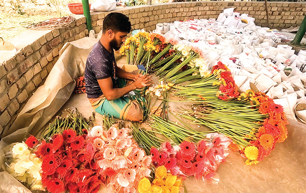 কালীগঞ্জে ফুলচাষিদের মুখে হাসি