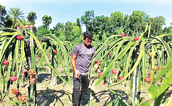 কেশবপুরে ড্রাগন চাষে স্বাবলম্বী শিক্ষার্থী মেহেদী হাসান