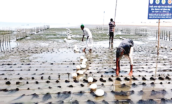 কৃষিতে স্বনির্ভরতার নতুন দুয়ার