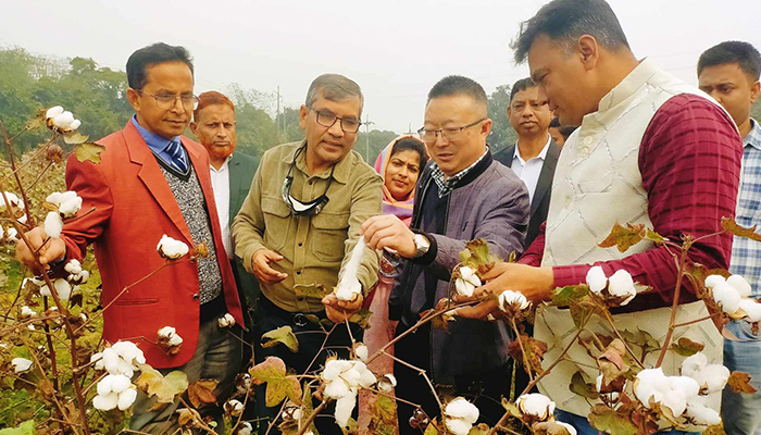 উন্নত জাত ও প্রযুক্তি উদ্ভাবনে বদ্ধপরিকর শ্রীপুর তুলা গবেষণা খামার