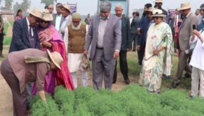 কানাডার ৩০০ জাতের ডালের গবেষণা চলছে এখন ঈশ্বরদীতে