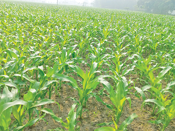 রংপুর অঞ্চলে ১ লাখ ১৭ হাজার ৬১৯ হেক্টর জমিতে ভুট্টা চাষ