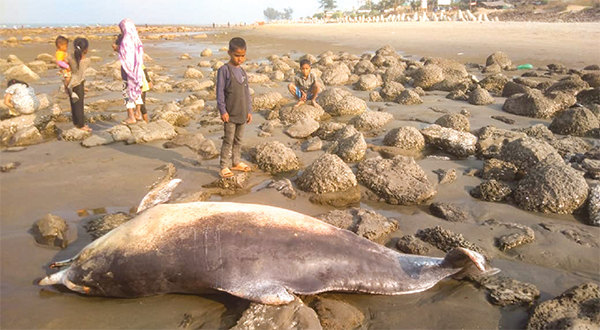 সমুদ্রে বিপন্ন প্রাণীর মৃত্যুর মিছিল