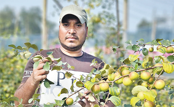 কুলবরই চাষে সফল মুকবুল হোসেন