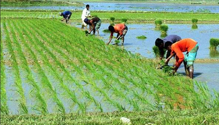 দিনাজপুরে শীত-কুয়াশা উপেক্ষা করে বোরে ধান রোপনে ব্যস্ত কৃষকেরা