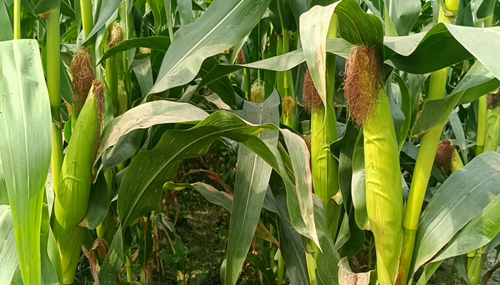 হাতীবান্ধার তিস্তারচরে ভুট্টার বাম্পার ফলনের সম্ভাবনা, ছাড়িয়ে যেতে পারে উৎপাদন লক্ষ্যমাত্রা