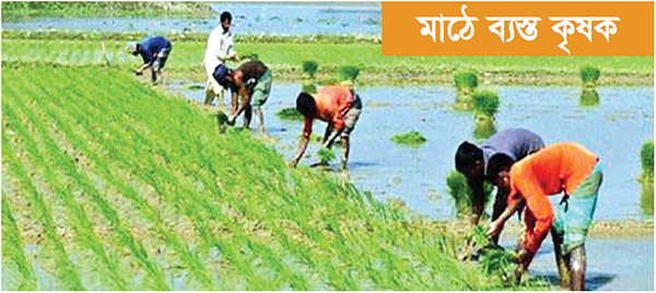 দিনাজপুরে শীত ও কুয়াশা উপেক্ষা করেই বোরো ধান রোপণ