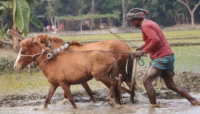 দিনাজপুরে গরু বদলে ঘোড়া দিয়ে হালচাষ