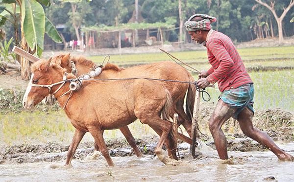 দিনাজপুরে ঘোড়া দিয়ে হালচাষ