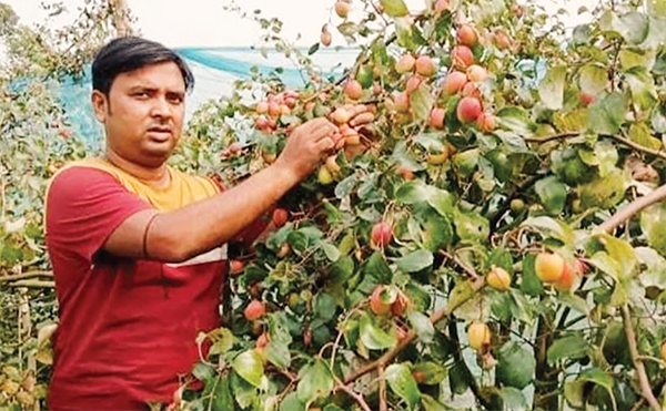 কেশবপুরে বাণিজ্যিকভাবে বরই চাষে লাভবান কৃষক