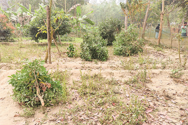 শ্রীবরদীতে গাছের সাথে শত্রুতা