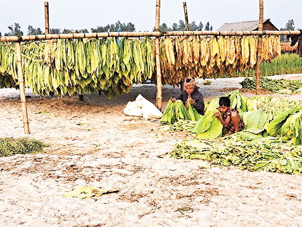 লালমনিরহাটের তিস্তার চরে তামাকের ‘থাবা’