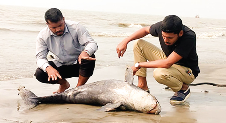 কুয়াকাটা সৈকতে ভেসে এলো মৃত ডলফিন