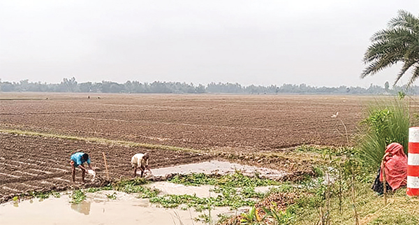 পানি ঢুকে শত বিঘা জমির ফসল নষ্ট