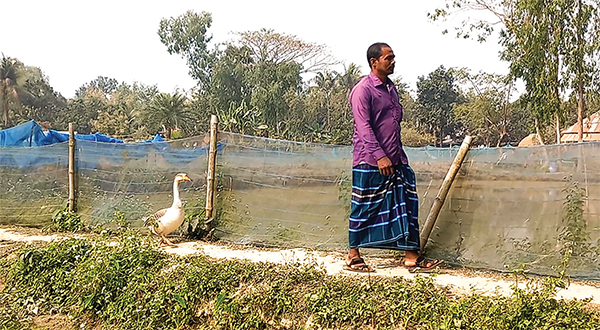 রাজহাঁসের সঙ্গে লিটনের বন্ধুত্ব