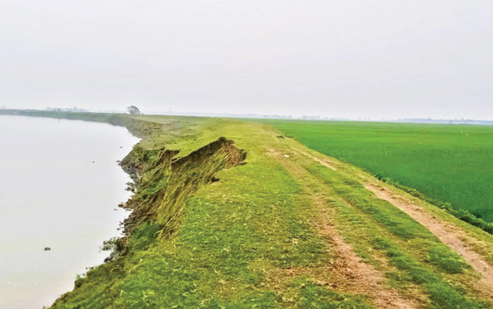 হবিগঞ্জে ফসল রক্ষা বেড়িবাঁধে ভাঙন