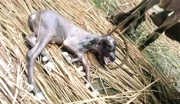 ছাগলের পেট থেকে অদ্ভুত বাচ্চা!