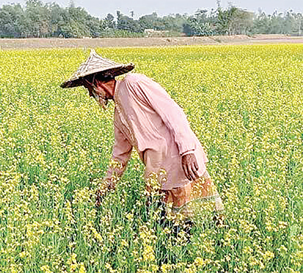 সুনামগঞ্জে ৬৫ কোটি টাকার সরিষা উৎপাদন