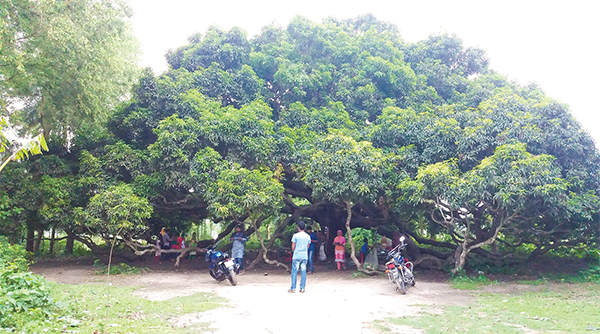 গাছে আসেনি পর্যাপ্ত মুকুল দুশ্চিন্তায় আম চাষিরা