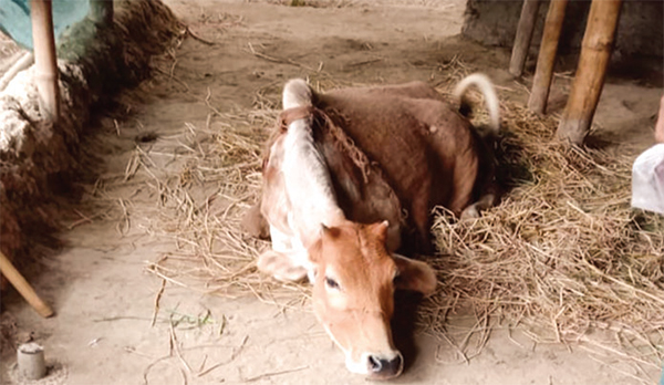 অজানা রোগে চার দিনে আট গরুর মৃত্যু