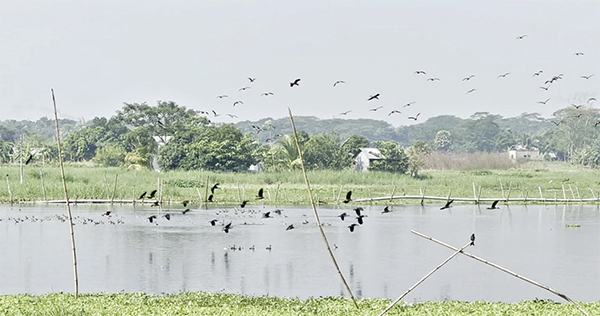 দূষণে তুলাসার বাঁওড়ে কমেছে অতিথি পাখির সংখ্যা